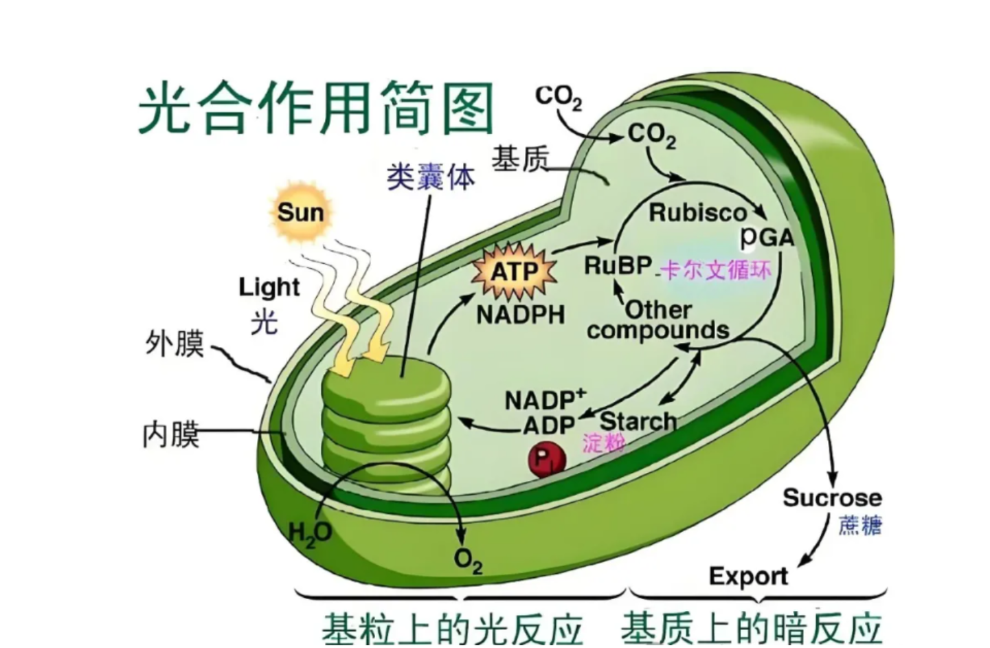 作物光合作用的微观宇宙，从结构基石到生物刺激剂的效能探析